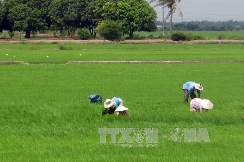 Lúa mùa Ninh Thuận bị sâu bệnh tấn công ảnh 1